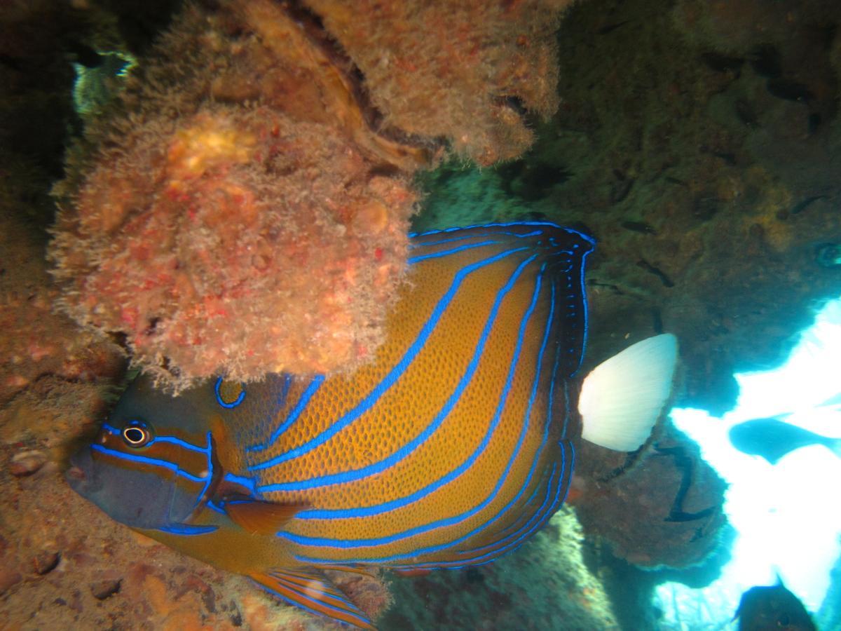 Ombak Dive Resort Perhentian Island Pulau Perhentian Kecil Exterior foto
